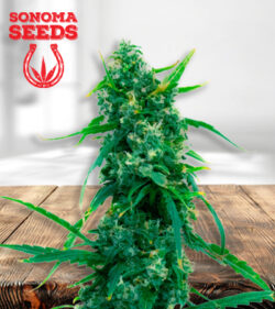 Blue Widow