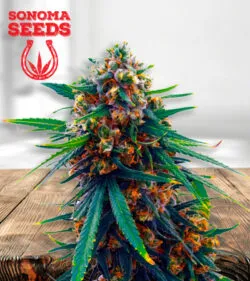 Blueberry Strain