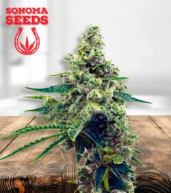 Blueberry Strain