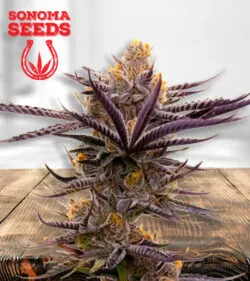 Blueberry Badaazz OG