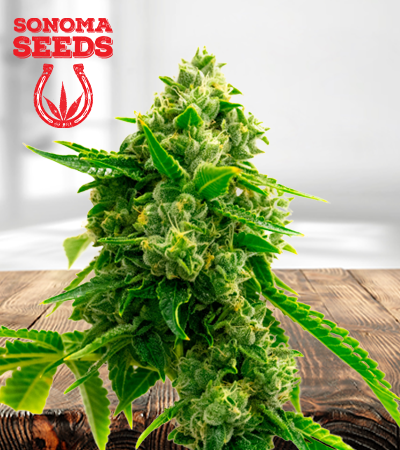 Bruce Banner 450
