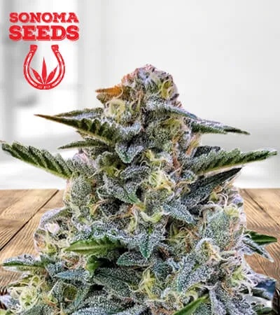 Bruce Banner