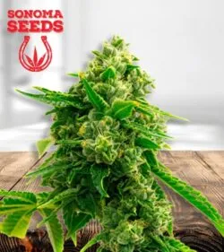 Bruce Banner 2.0 Strain