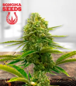 Bubblegum Strain