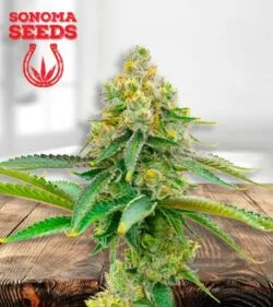 Bubblegum haze min