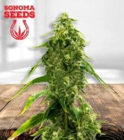 CBD Harlequin Kimbo Kush min