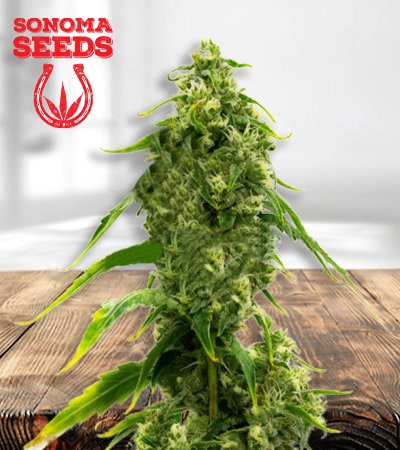 CBD Harlequin Kimbo Kush min