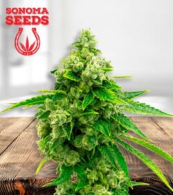 Candy Kush min