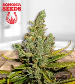 Cheese Strain