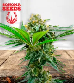 Cheese CBD