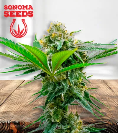 Cheese CBD