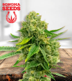 Cheese Diesel