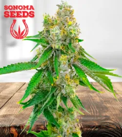 Cream Strain
