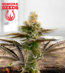 Cream Candy Strain