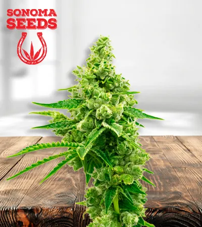 Critical Mass 450