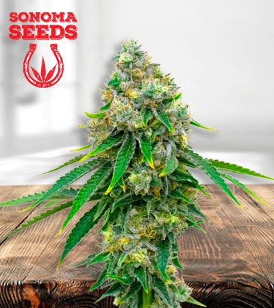 Critical mass min 1