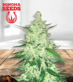 Diesel CBD