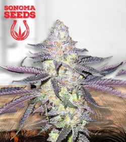 Dolato min