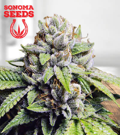 Fire OG Marijuana Seeds 1