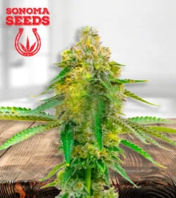 Fruit Strain