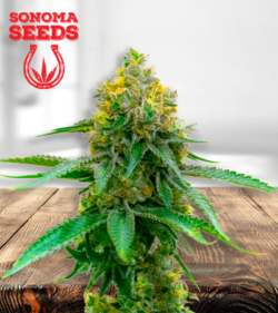 Girl Scout Cookies 450 Strain