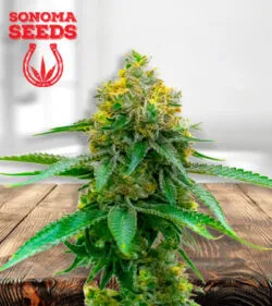 Girl Scout Cookies CBD