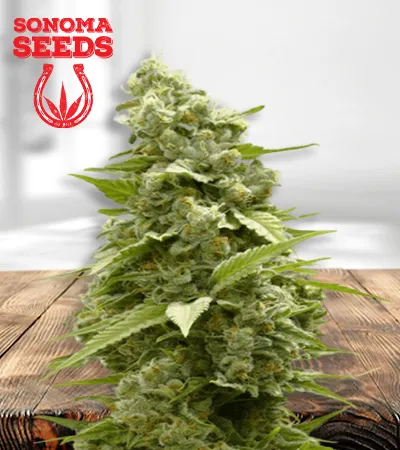 Girl Scout Cookies Feminized