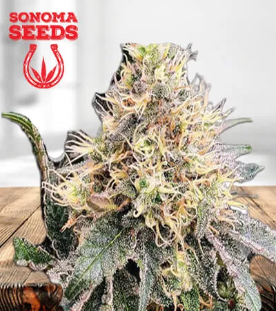 God Bud