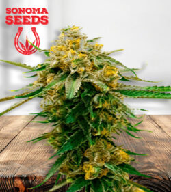 Gorilla G Lemon Feminized