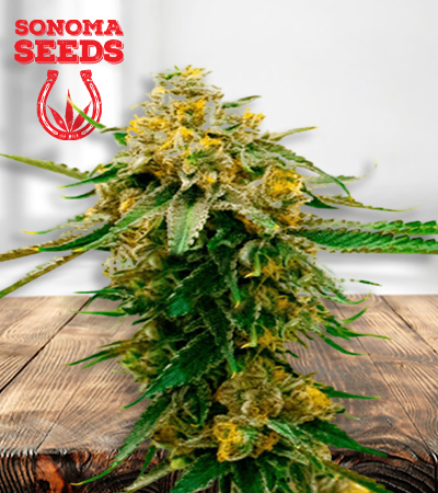 Gorilla G Lemon Feminized