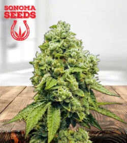 Gorilla Glue