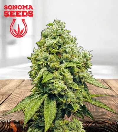 Gorilla Glue