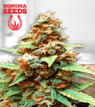 Gorilla Lemon Fire Feminized