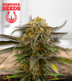 Grandaddy Bruce Strain