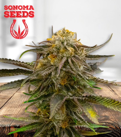 Grandaddy Bruce Feminized
