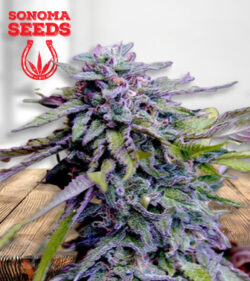 Grandaddy Purple Strain