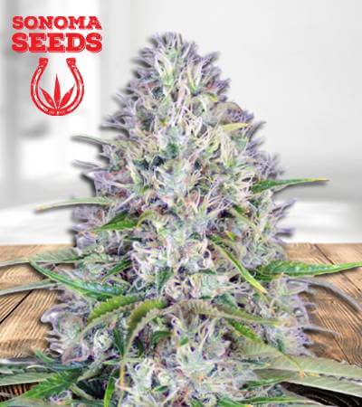 Haze Autoflower Marijuana Seeds (1)