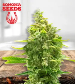 Haze CBD