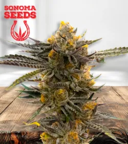 Haze XL 450
