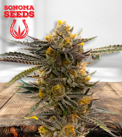 Haze XL 450