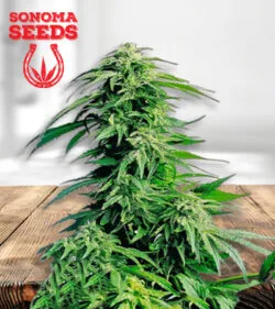 Hindu Kush Feminized