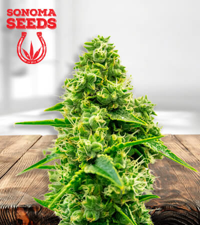 Jack Herer CBD