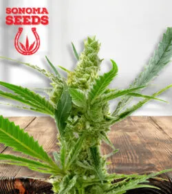 Kush CBD