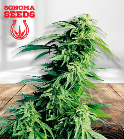 Kush XL 450