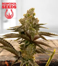 LSD 450
