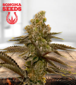 LSD Strain