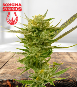 Lemon 450