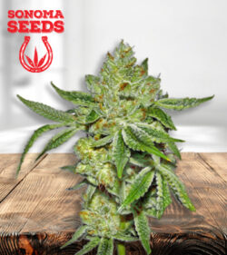 Lemon Diesel Strain