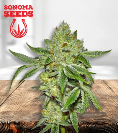 Lemon Diesel Feminized