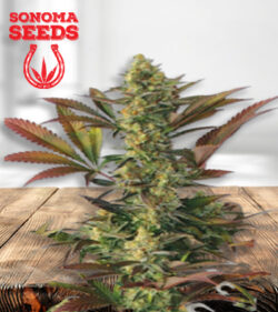 Lemon Garlic Strain